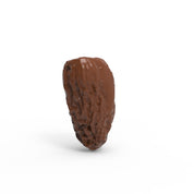 DATE MUSSEL