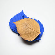 PRESSOIR FEUILLE DE BOULEAU